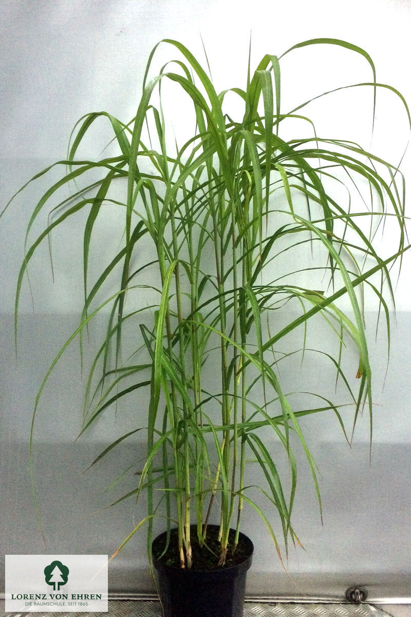 Miscanthus giganteus