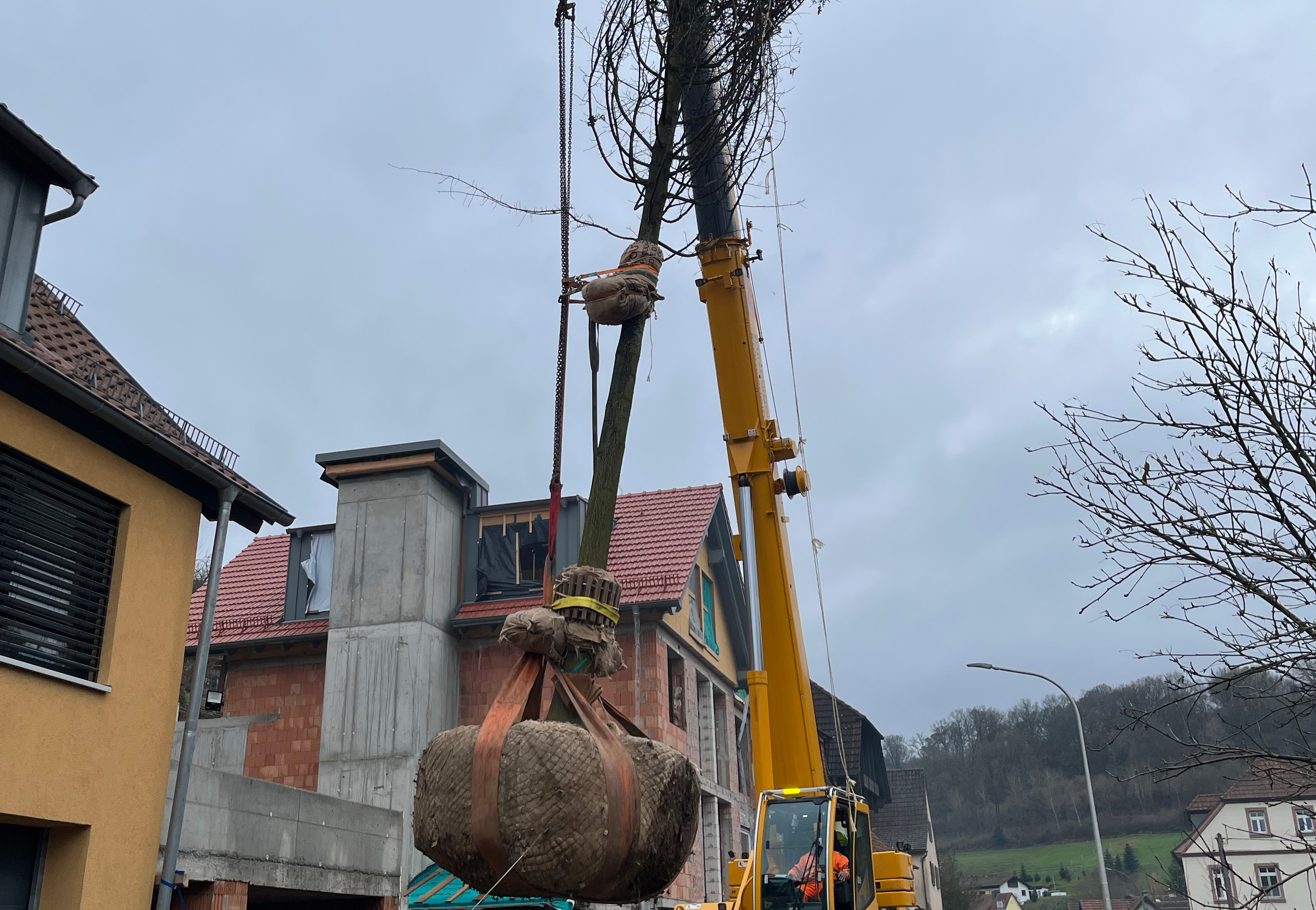 Baum hängt an Kran