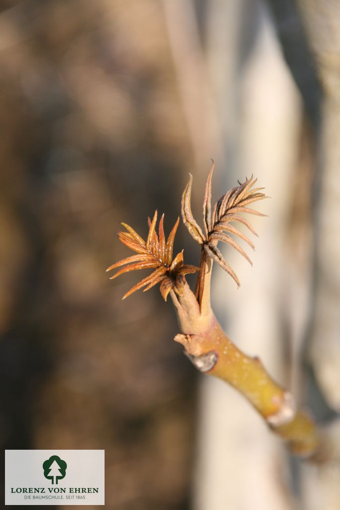 Pterocarya fraxinifolia