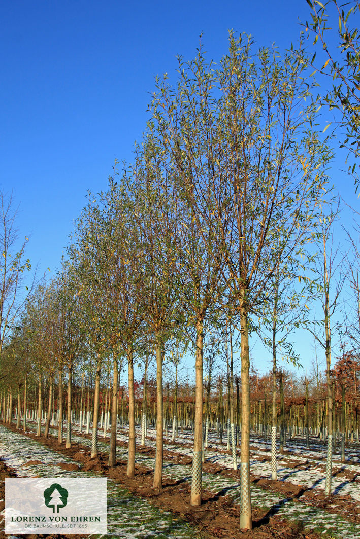 Salix alba 'Liempde'