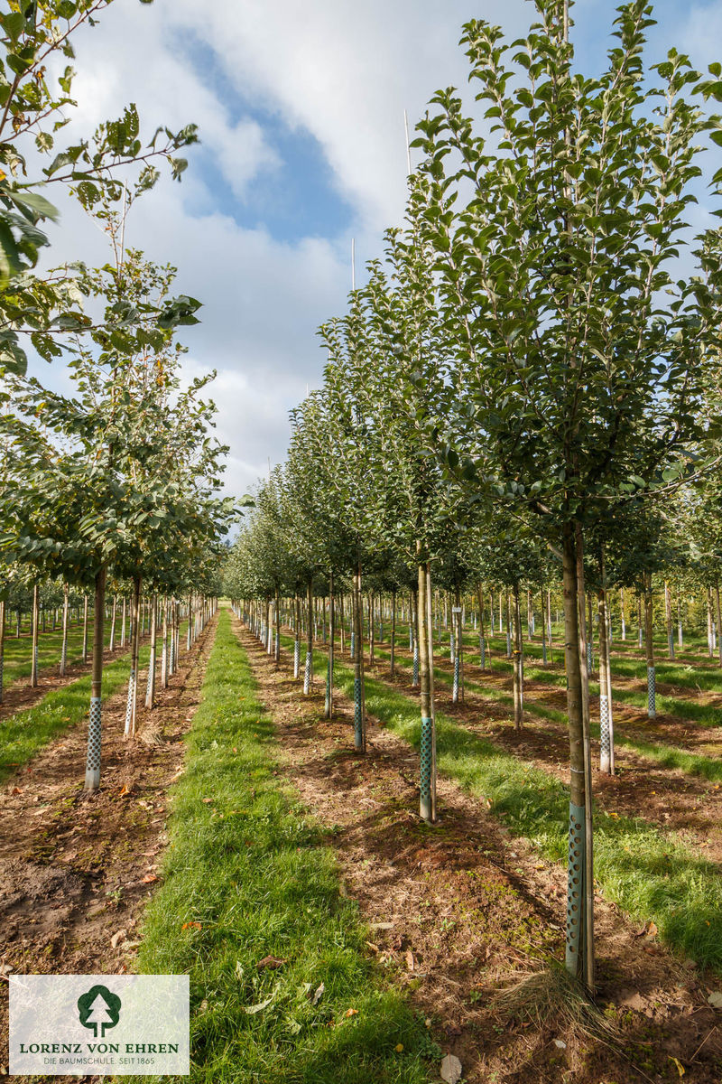 Malus domestica 'Goldparmäne'