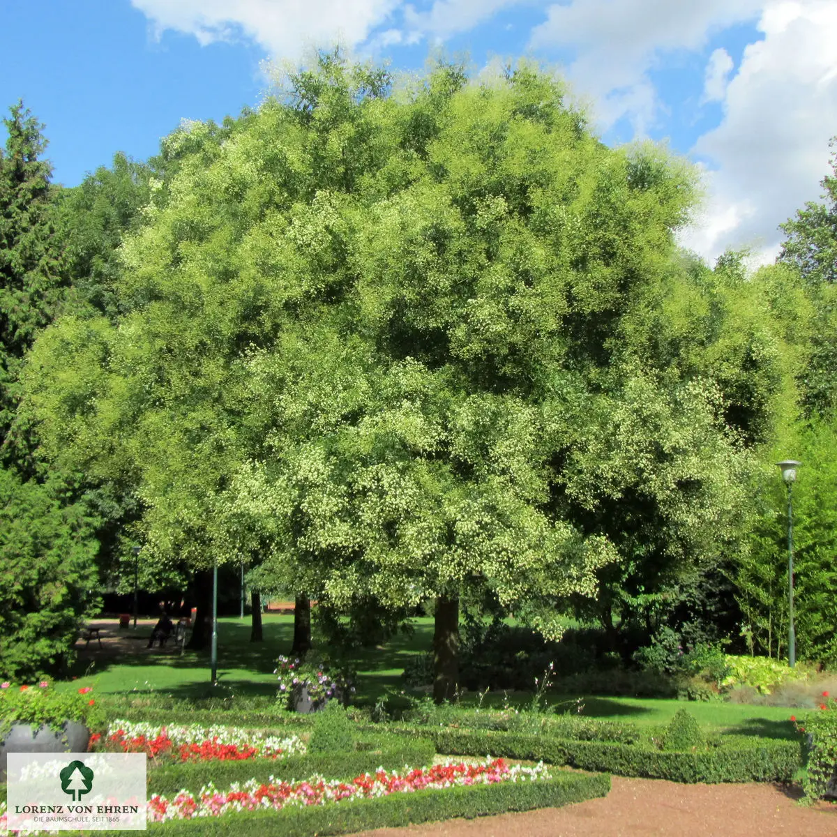 Ein Traumbaum groß stattgrün buschig Schnurbaum im Park