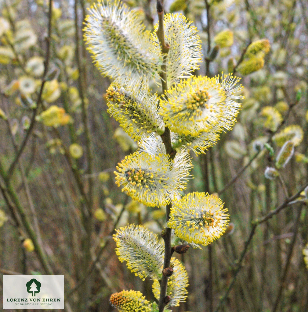 Salix caprea