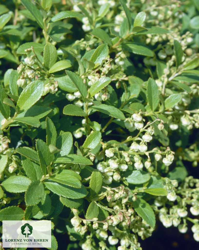 Gaultheria procumbens