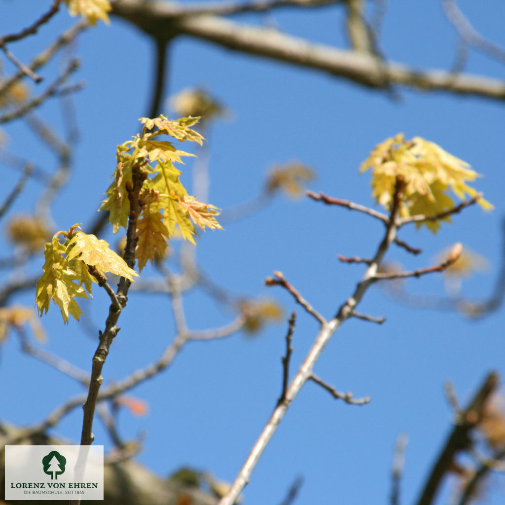 Quercus rubra