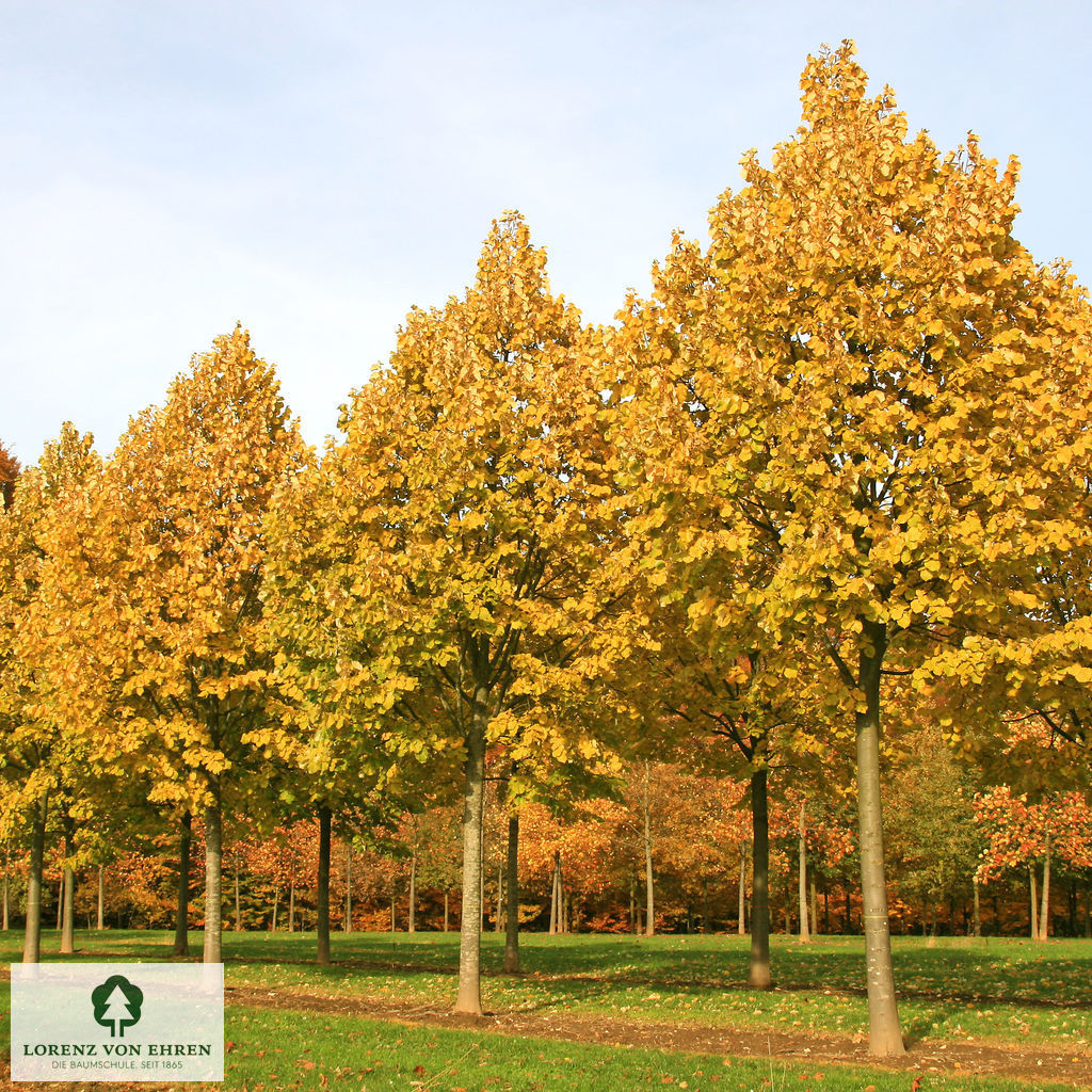 Tilia tomentosa 'Brabant'