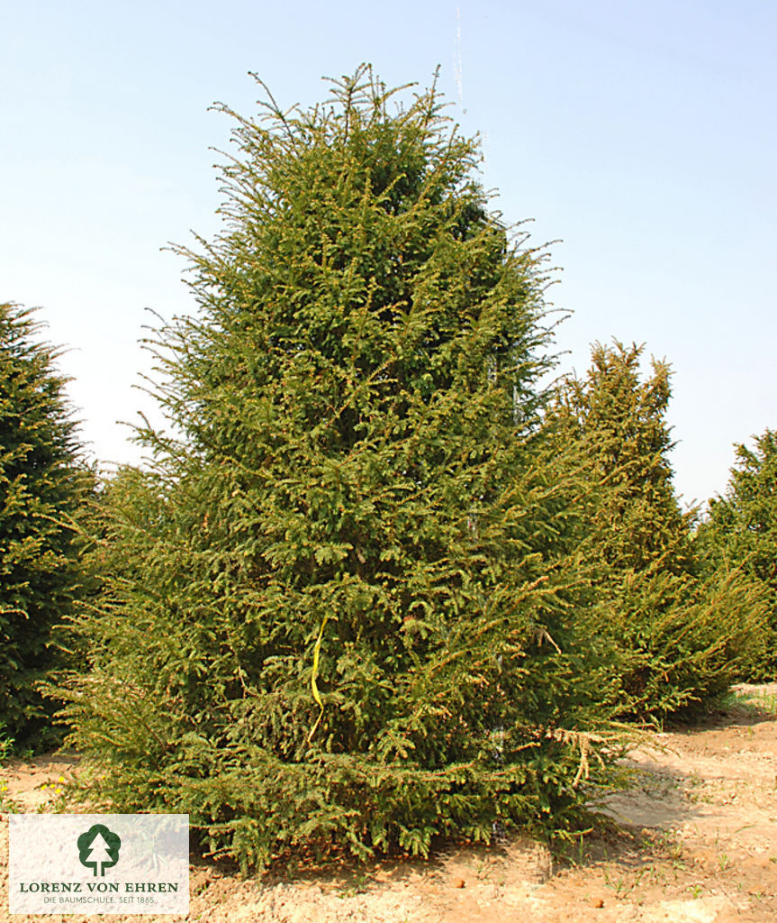 Taxus baccata