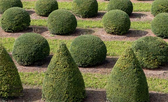 Ilex crenata, auch bekannt als Japanische Stechpalme, mit seinen glänzenden dunkelgrünen Blättern.