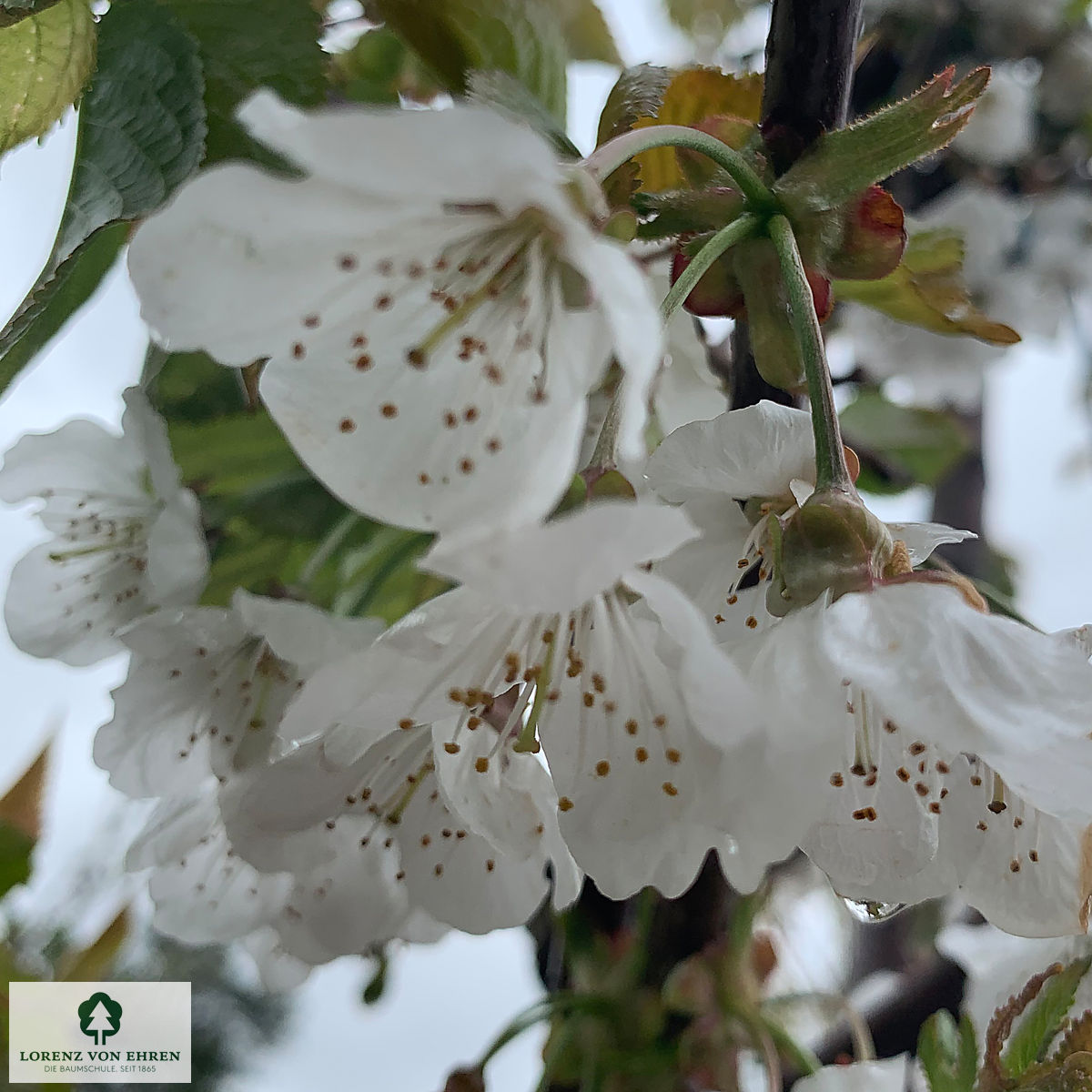 Prunus avium 'Regina'