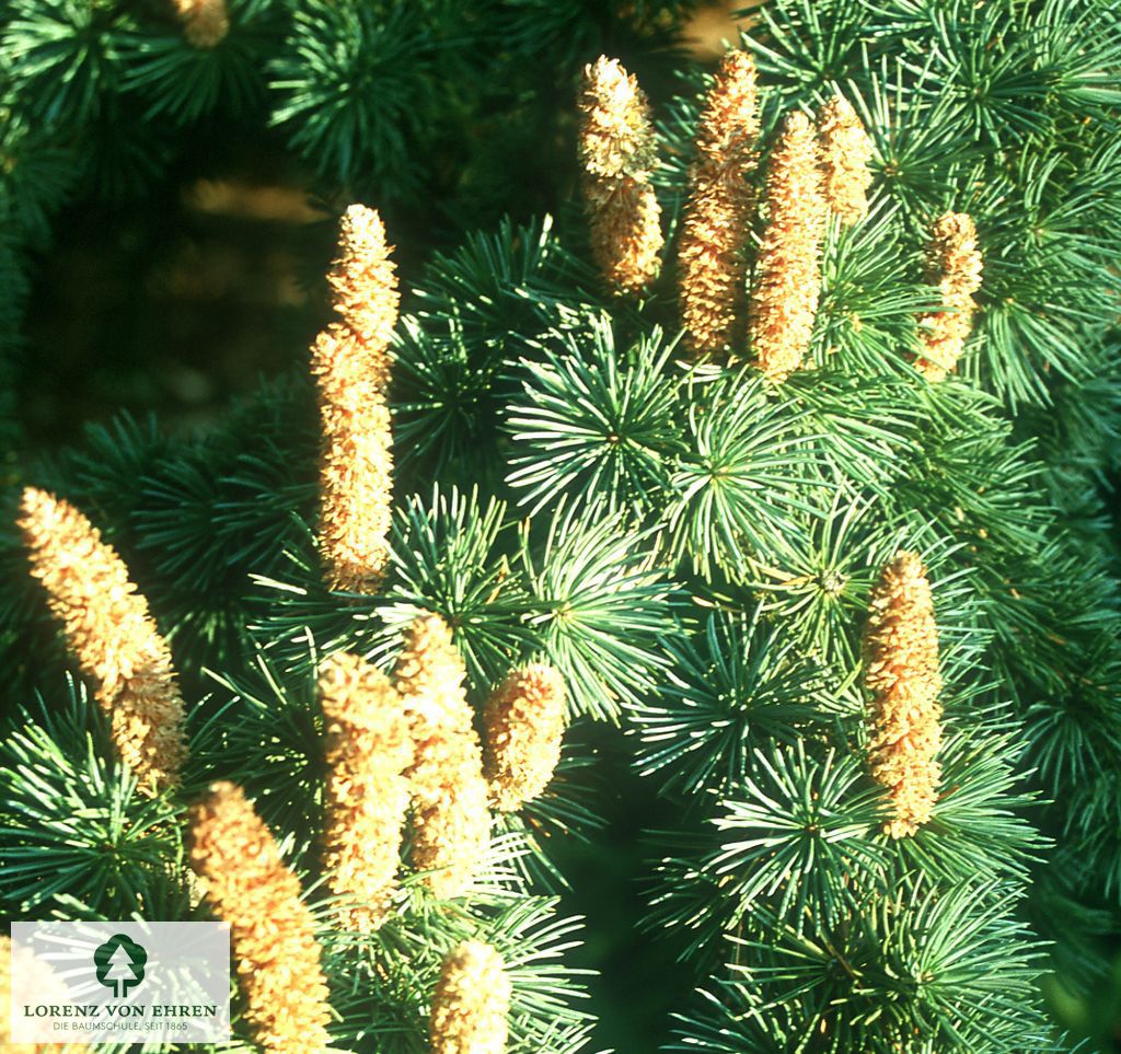 Cedrus atlantica 'Glauca'