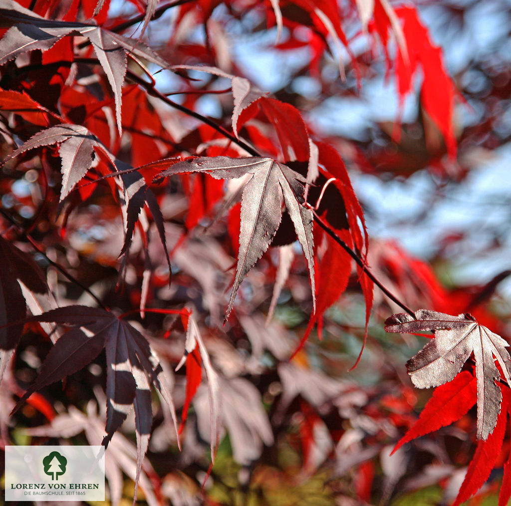 Acer palmatum 'Bloodgood'