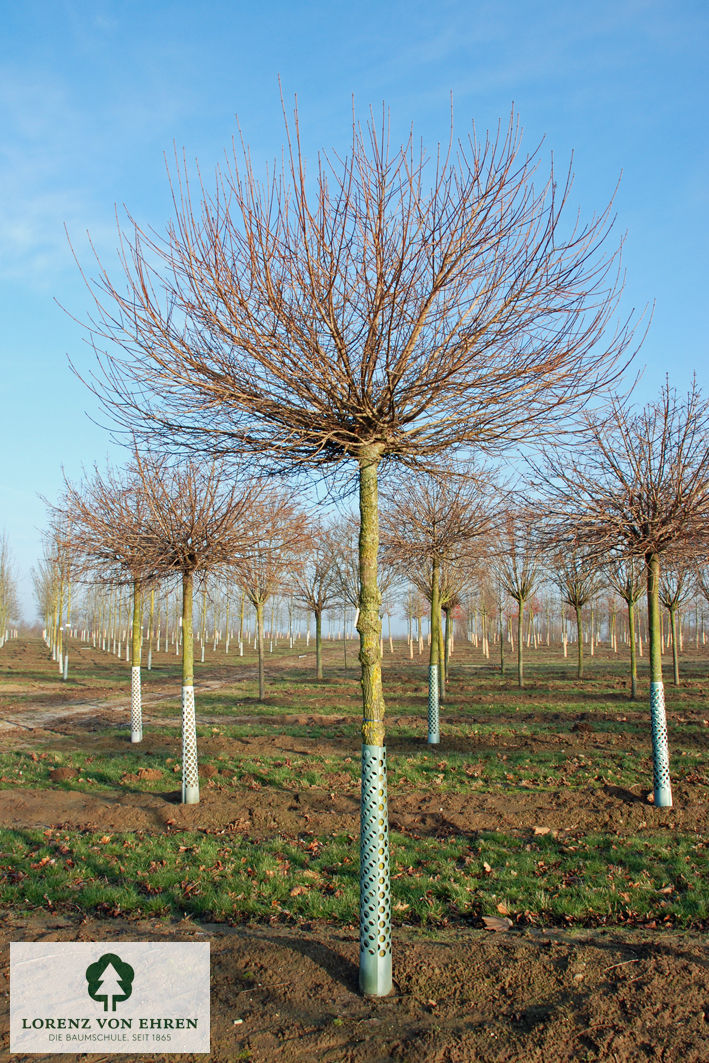 Acer campestre 'Nanum'