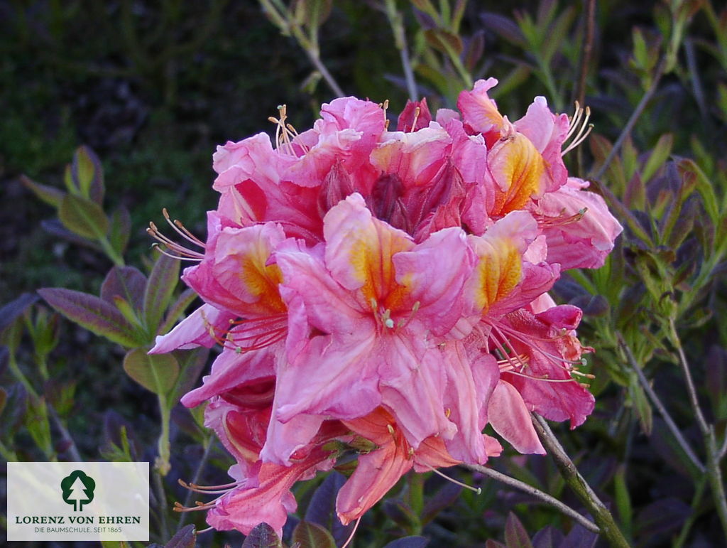 Rhododendron Azalea 'Berryrose'