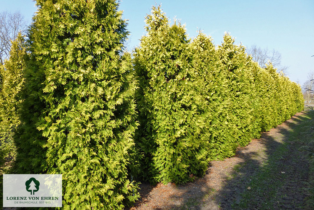 Thuja occidentalis 'Europe Gold'