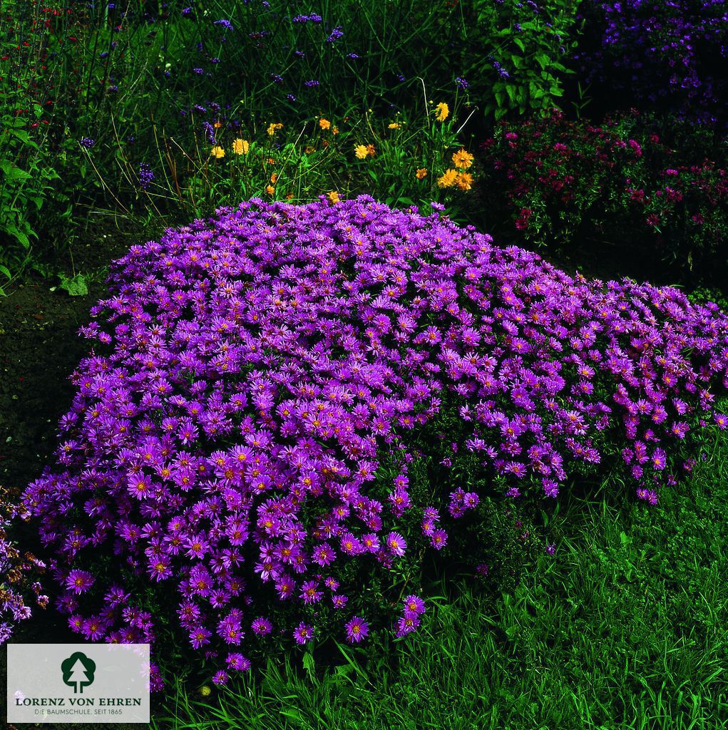 Aster dumosus 'Wachsenburg'