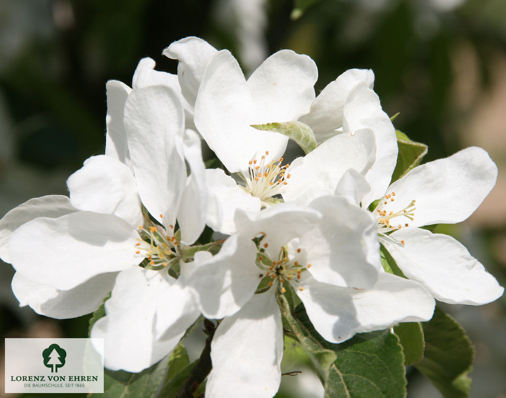 Malus 'John Downie'