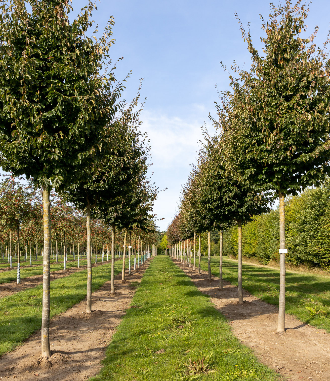Reihe sommergrüner Bäume