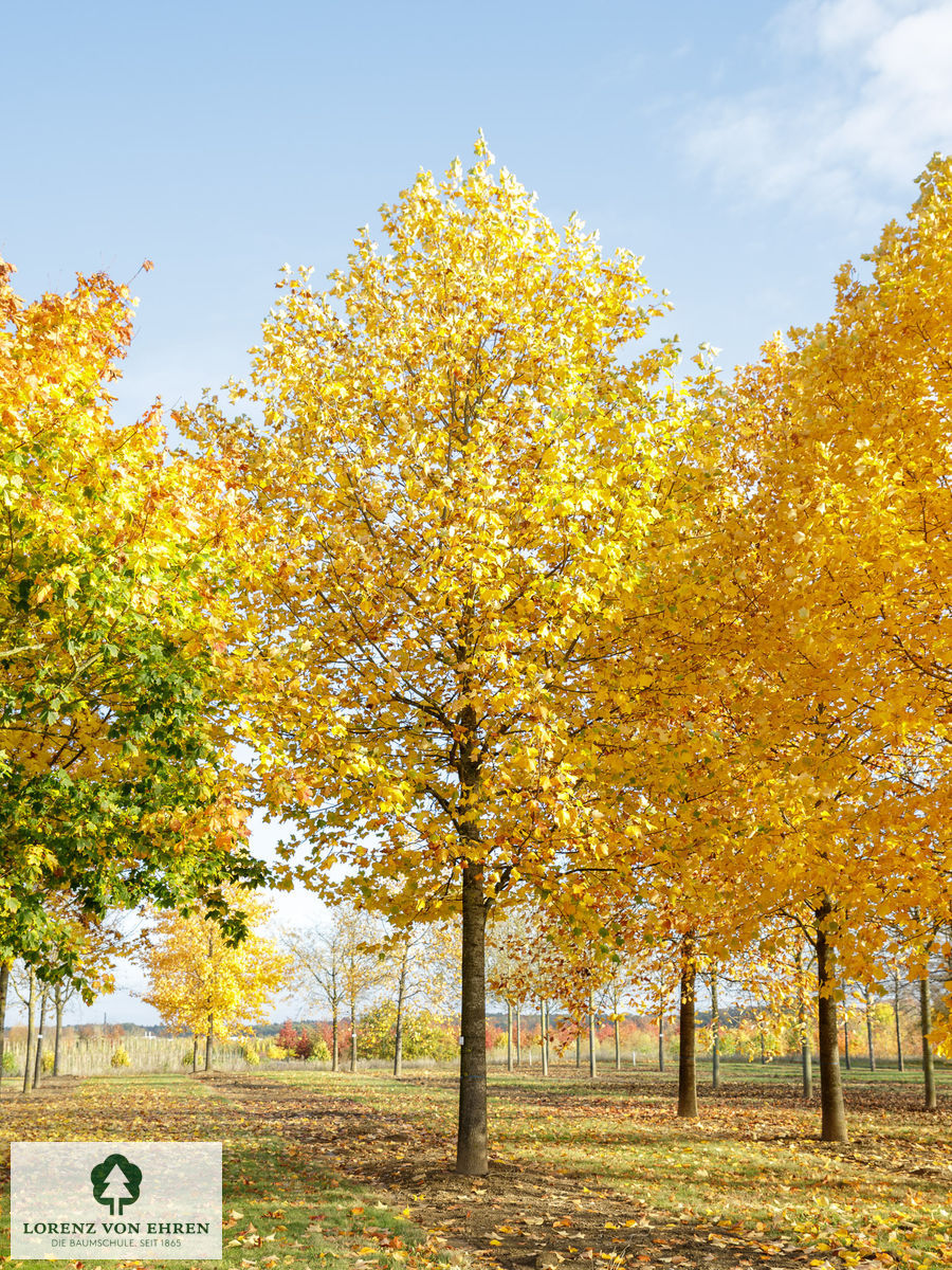 Liriodendron tulipifera