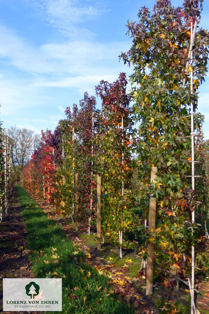 Liquidambar styraciflua