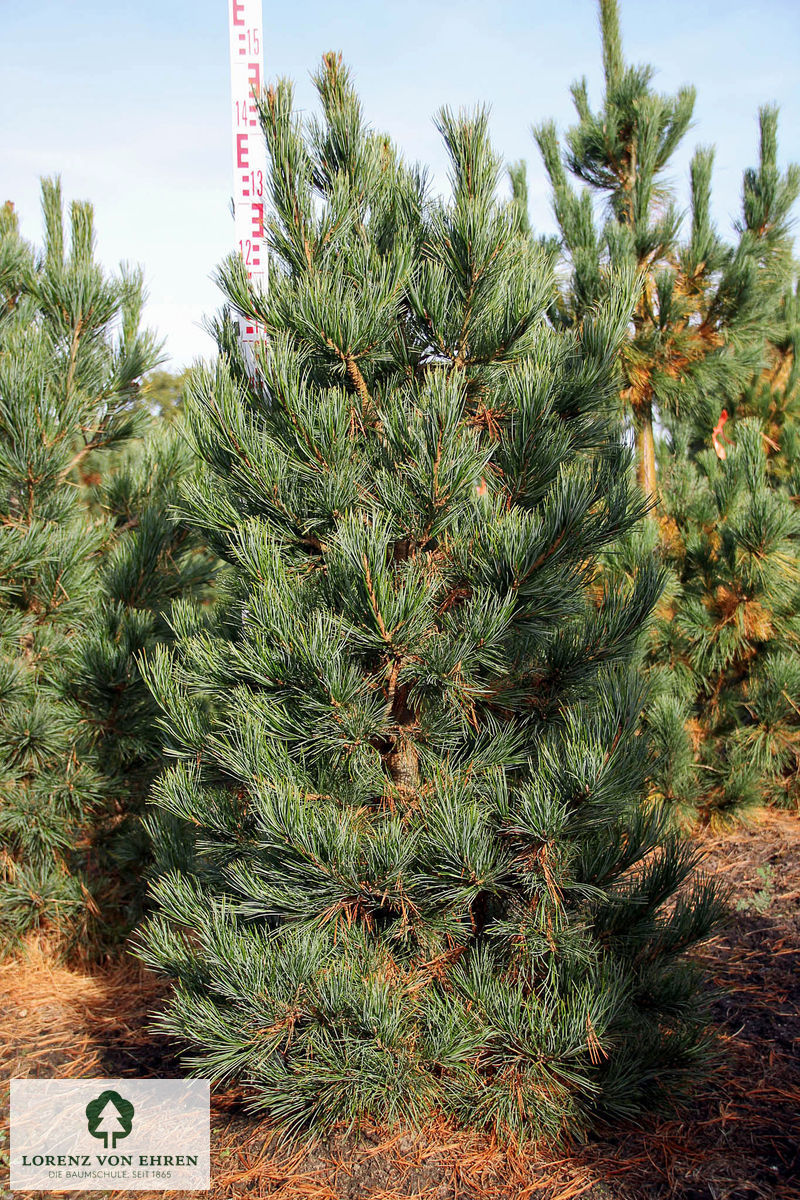 Pinus cembra