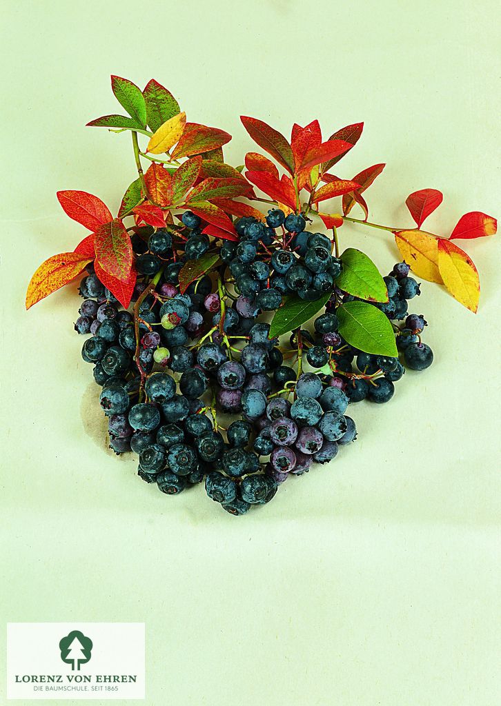 Vaccinium corymbosum 'Bluecrop'