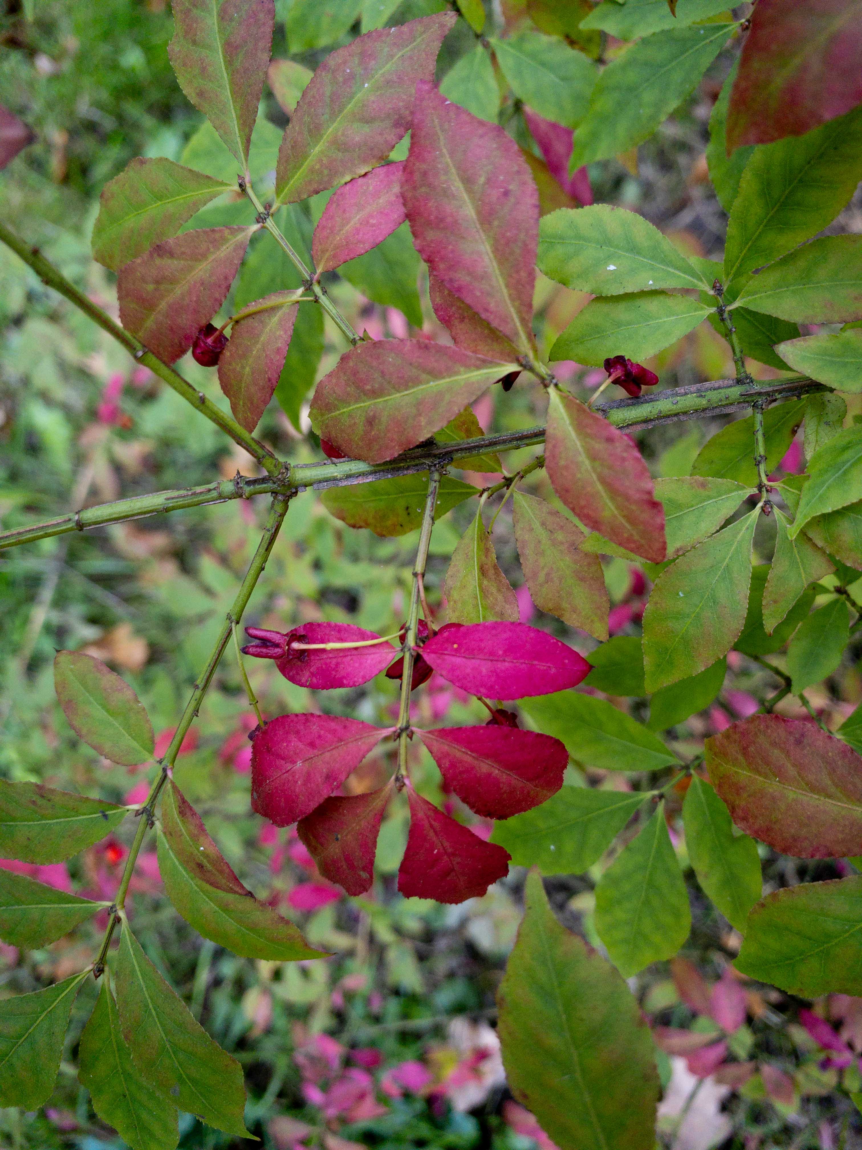 Ein Zweig mit grünen und rötlich-pinken Blättern, die Herbstfärbung zeigen.