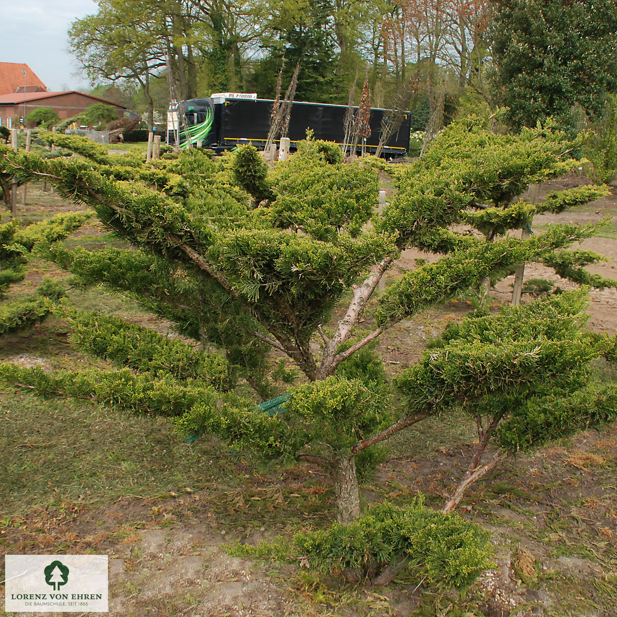 Juniperus media 'Pfitzeriana Aurea'