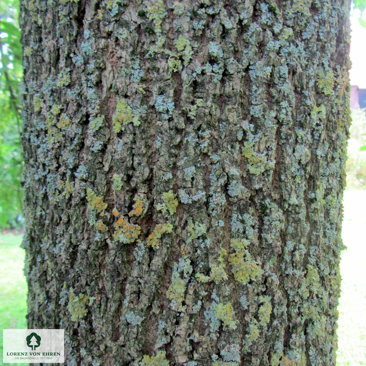 Fraxinus pennsylvanica