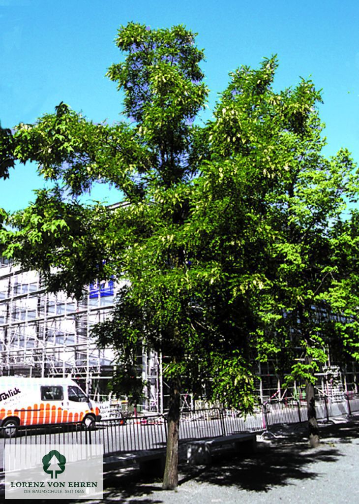 Robinia pseudoacacia