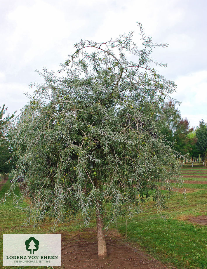 Pyrus salicifolia 'Pendula'