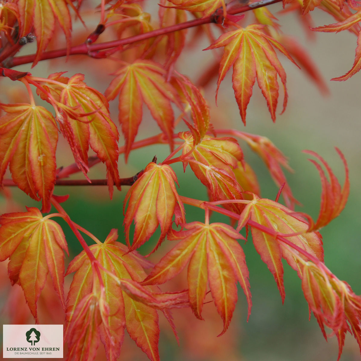 Acer palmatum 'Katsura'