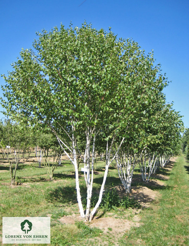 Betula jacquemontii