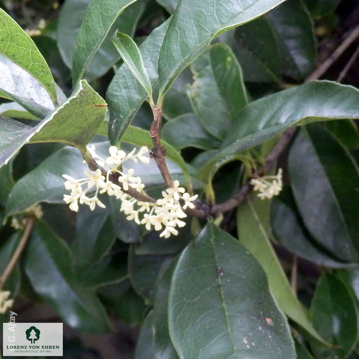 Osmanthus fragrans