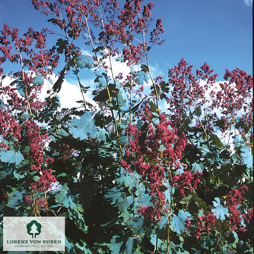 Macleaya cordata yedoensis