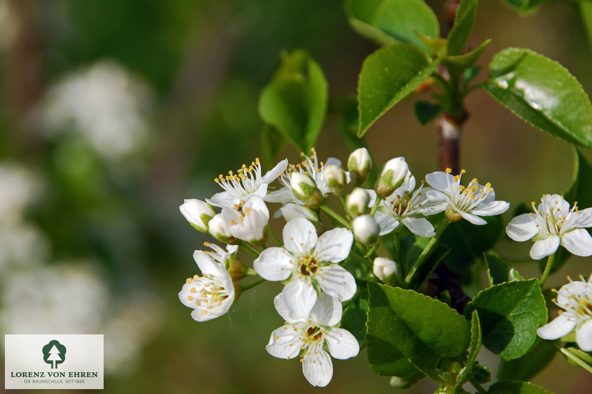 Prunus mahaleb