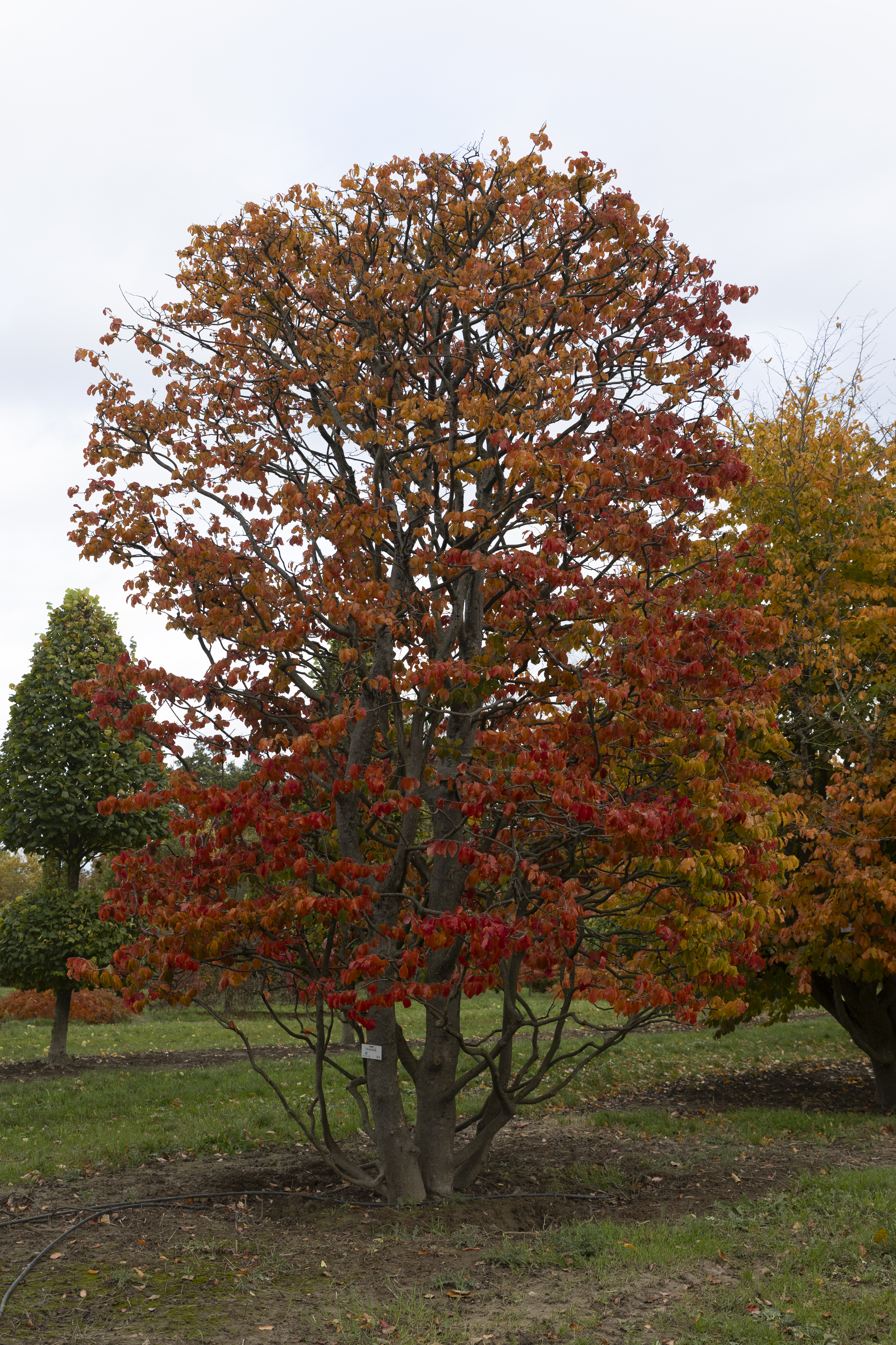 Parrotia persica Unikat