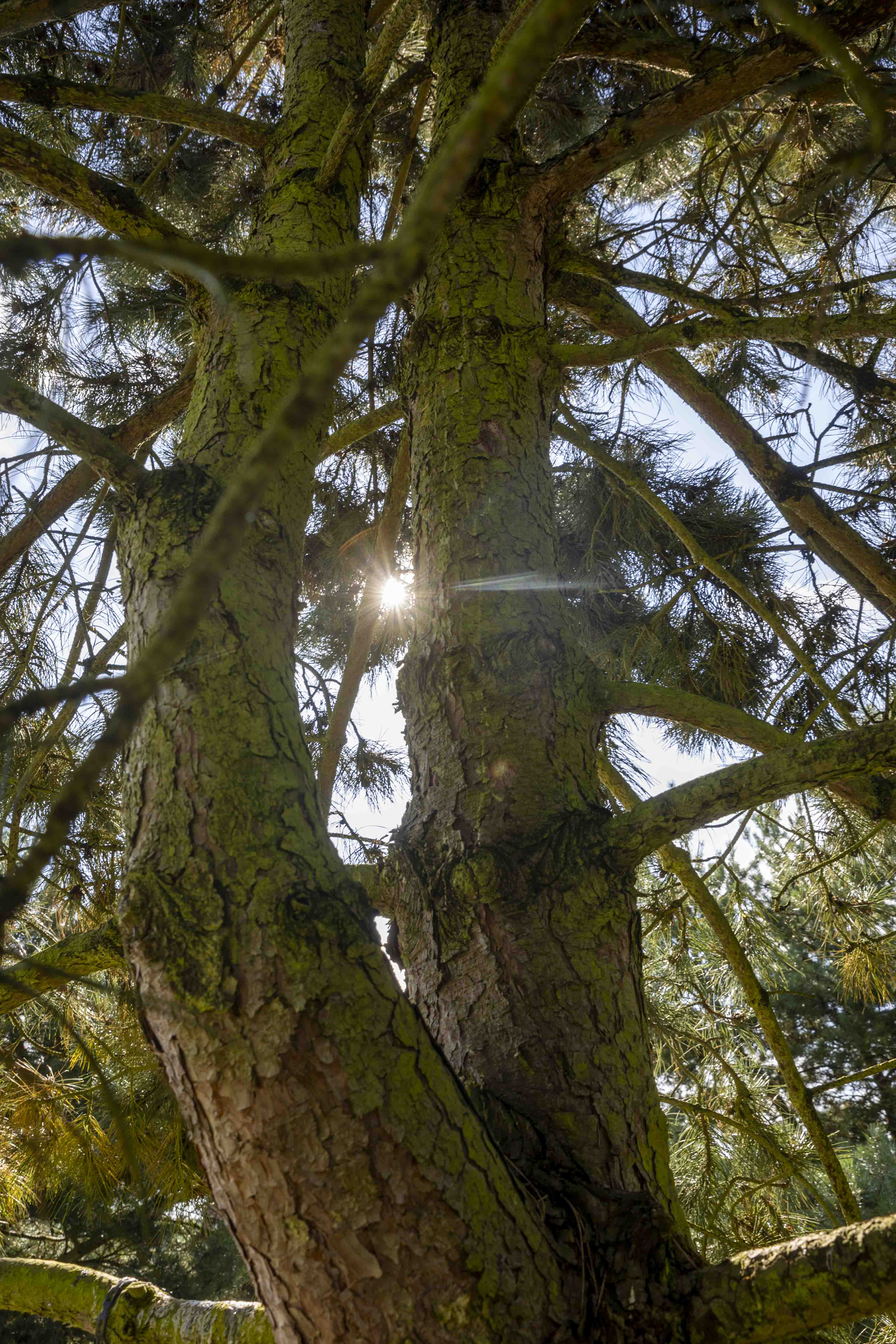Pinus nigra austriaca  Unikat