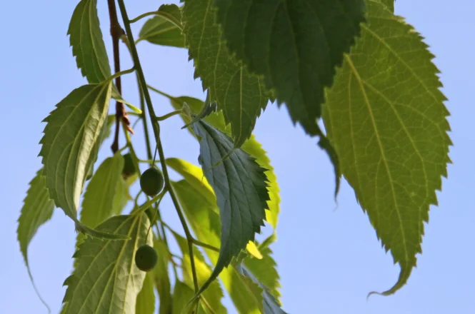 Entdecken Sie die Vorzüge von Celtis australis als Stadbaum der Zukunft. Lesen Sie unseren Blogartikel für wertvolle Einblicke in die Welt der Klimabäume.