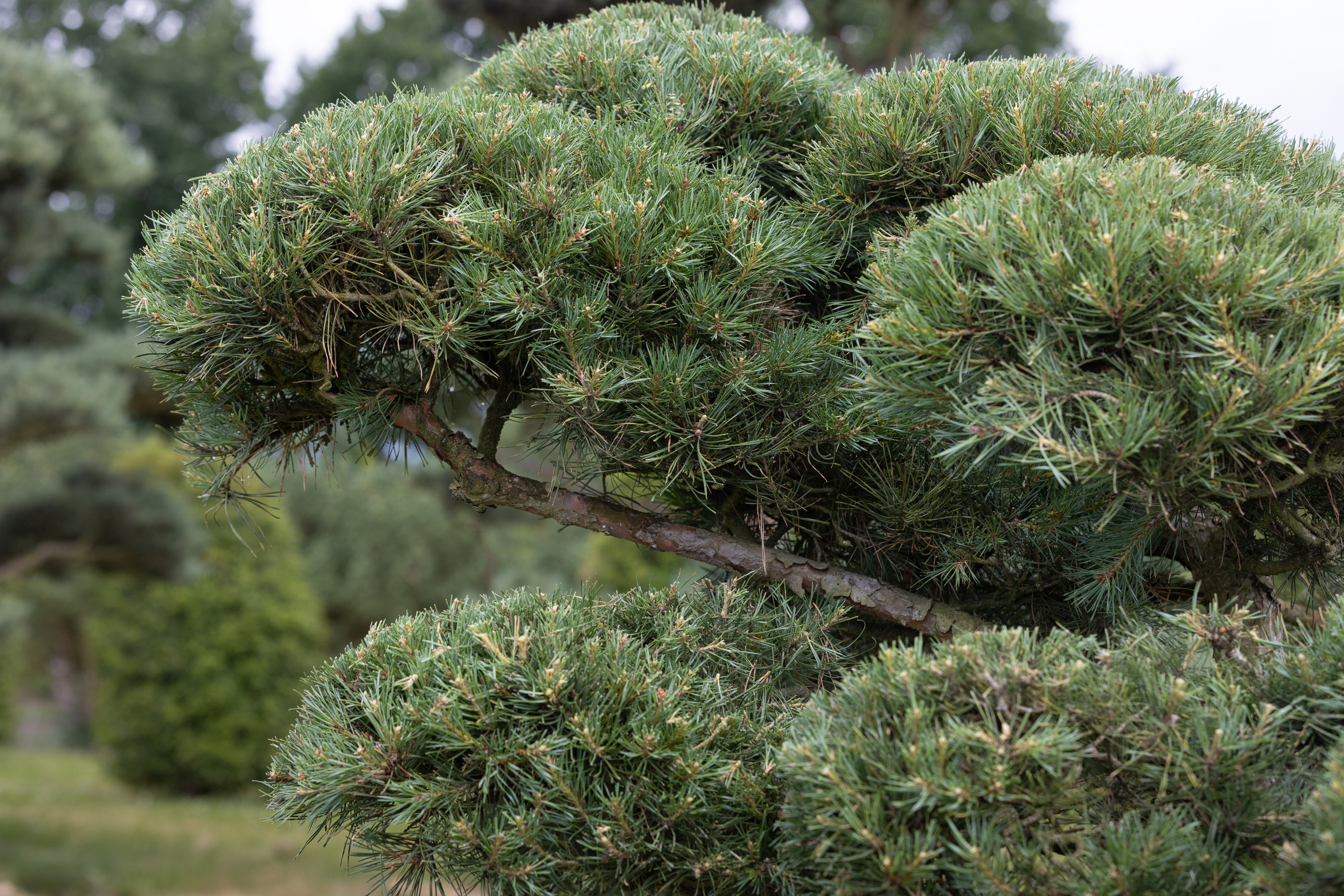Pinus sylvestris Windswept Bonsai Pinus sylvestris Windflüchter Bonsai