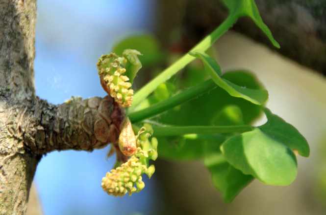 Eine wunderschöne Blüte des Ginkgo biloba-Baums, auch bekannt als der Ginkgo oder der Fächerblattbaum.
