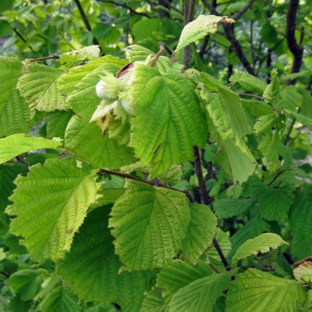Die Blätter der Corylus avellana auch Haselnuss genannt.