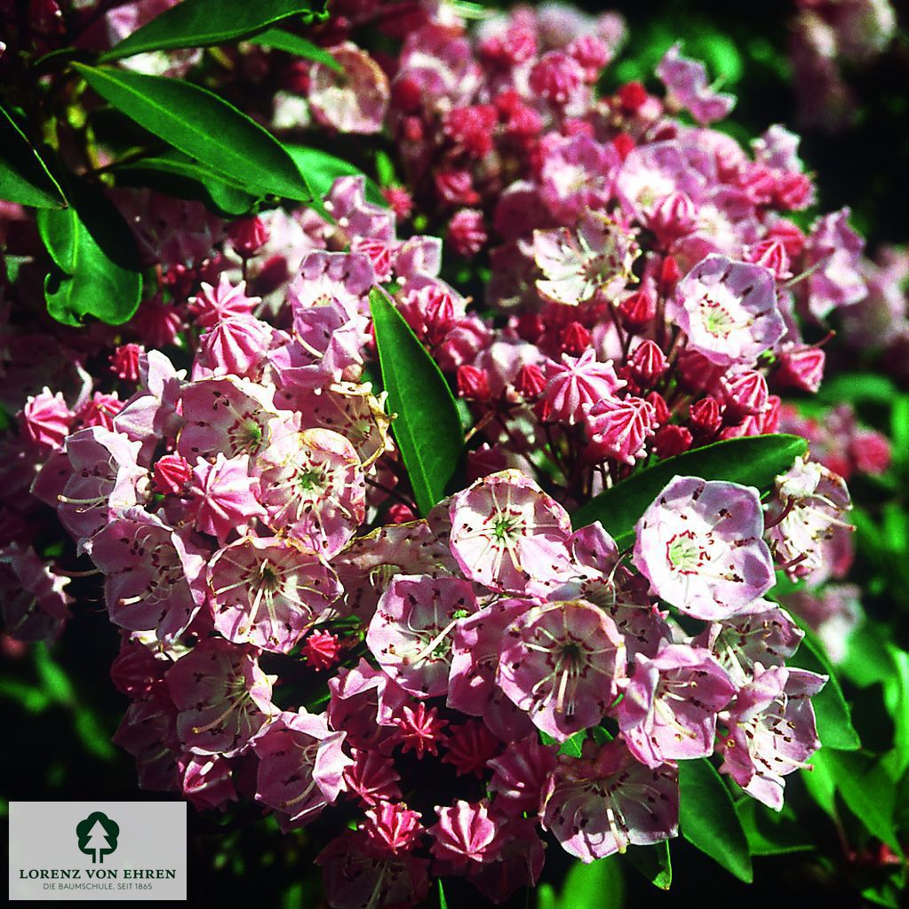 Kalmia latifolia 'Pink Surprise'