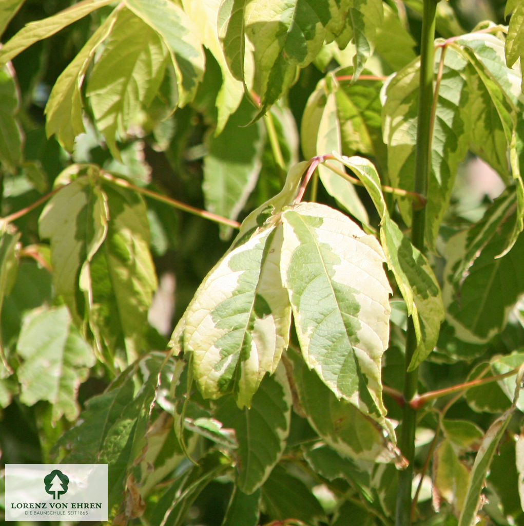 Acer negundo 'Aureovariegatum'