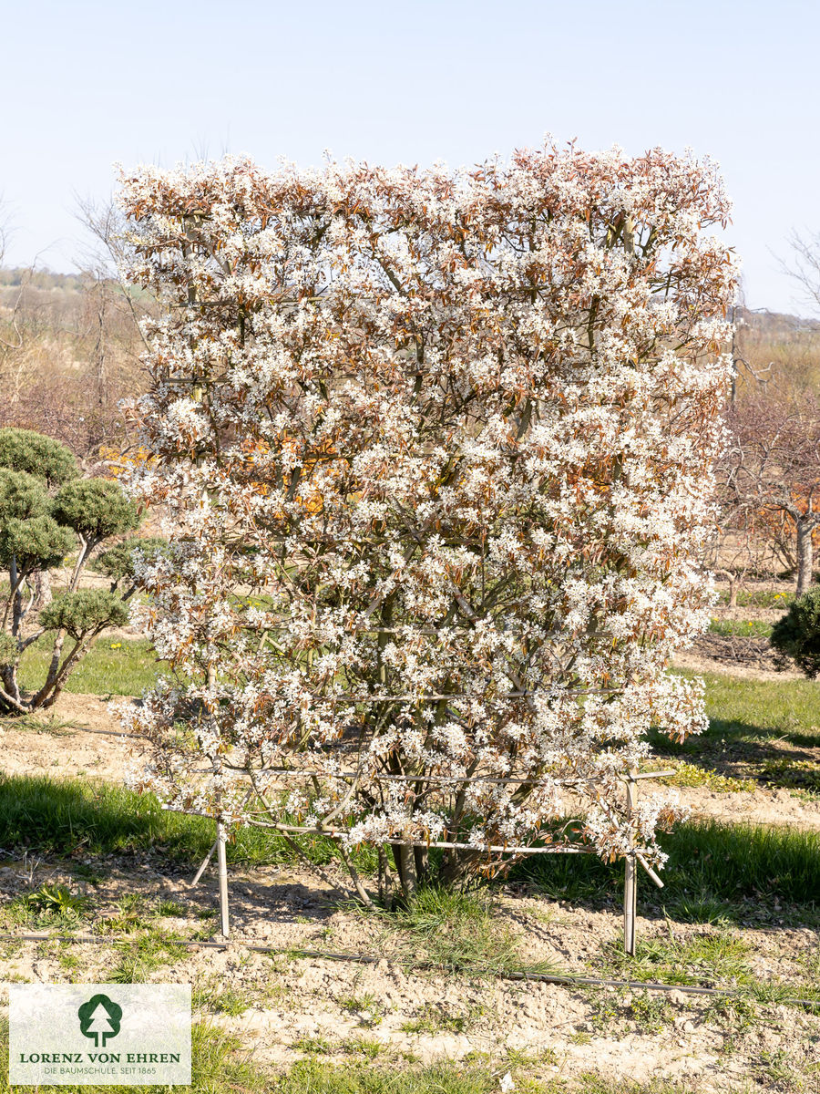 Amelanchier lamarkii Spalier im Frühling