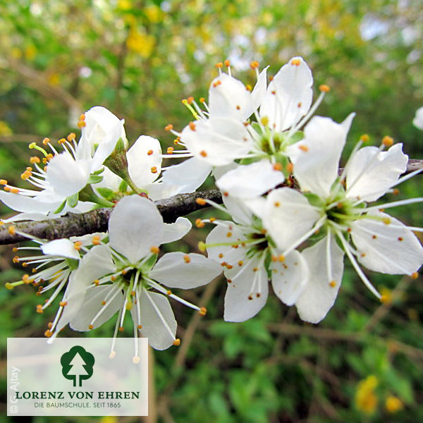 Prunus spinosa