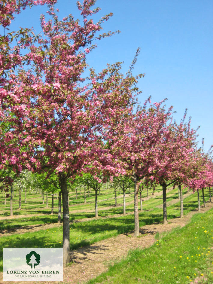 Malus 'Hopa'