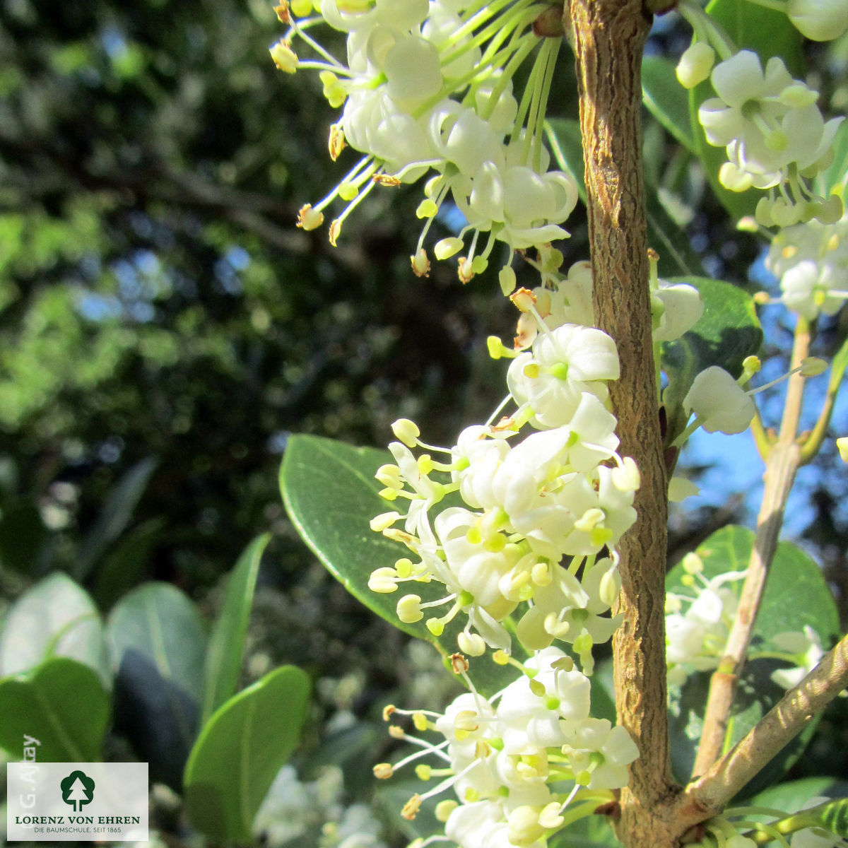 Osmanthus heterophyllus