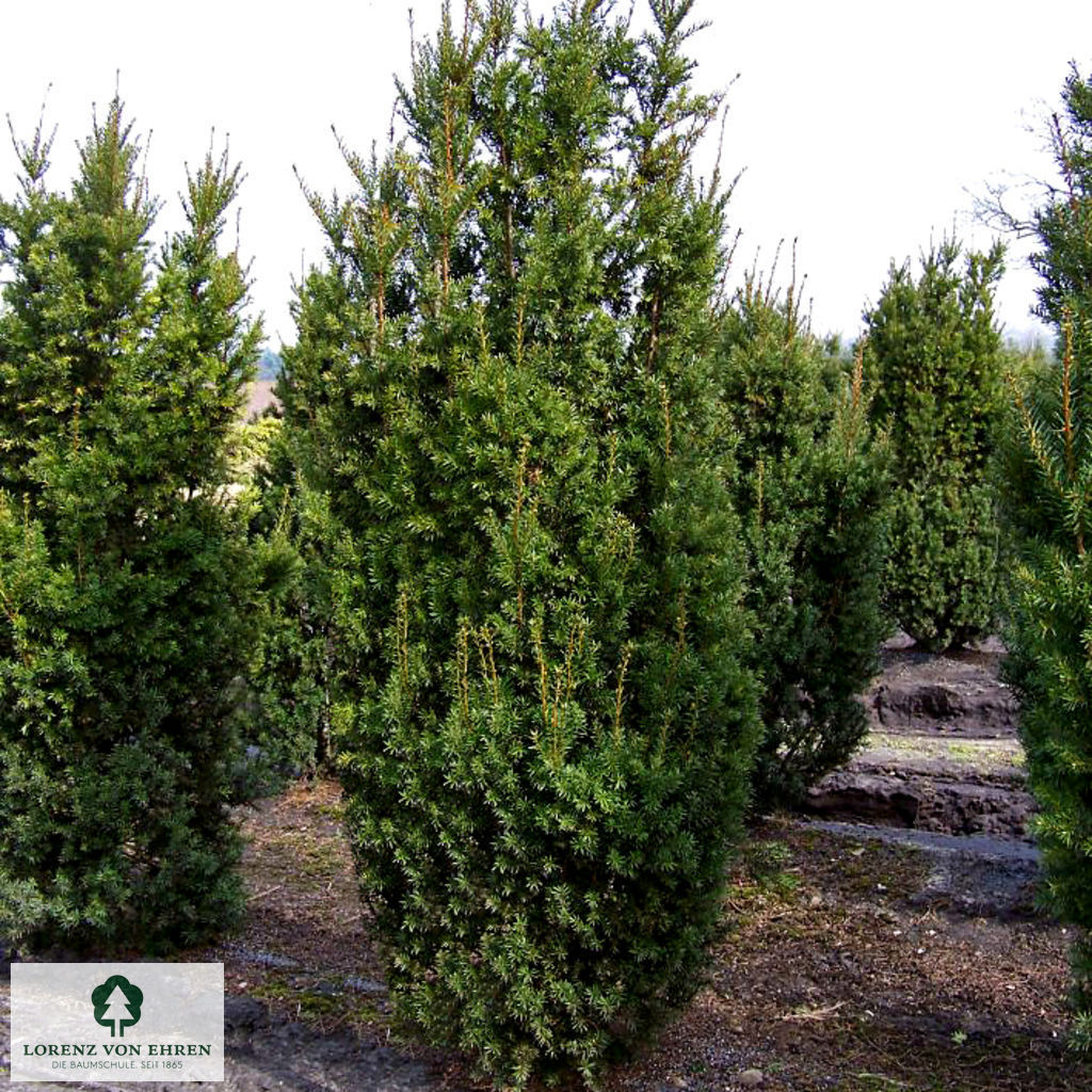 Taxus media 'Hicksii'