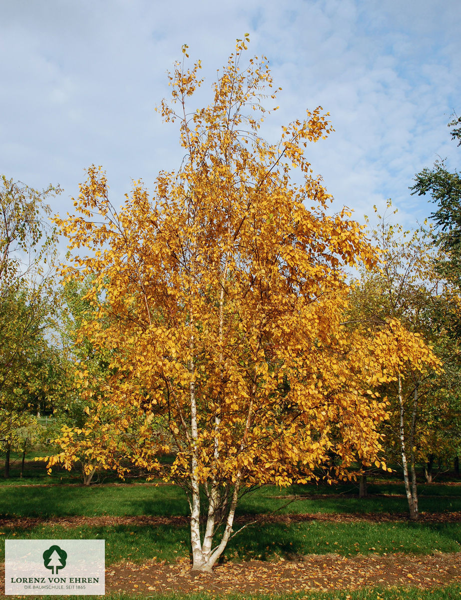 Betula papyrifera