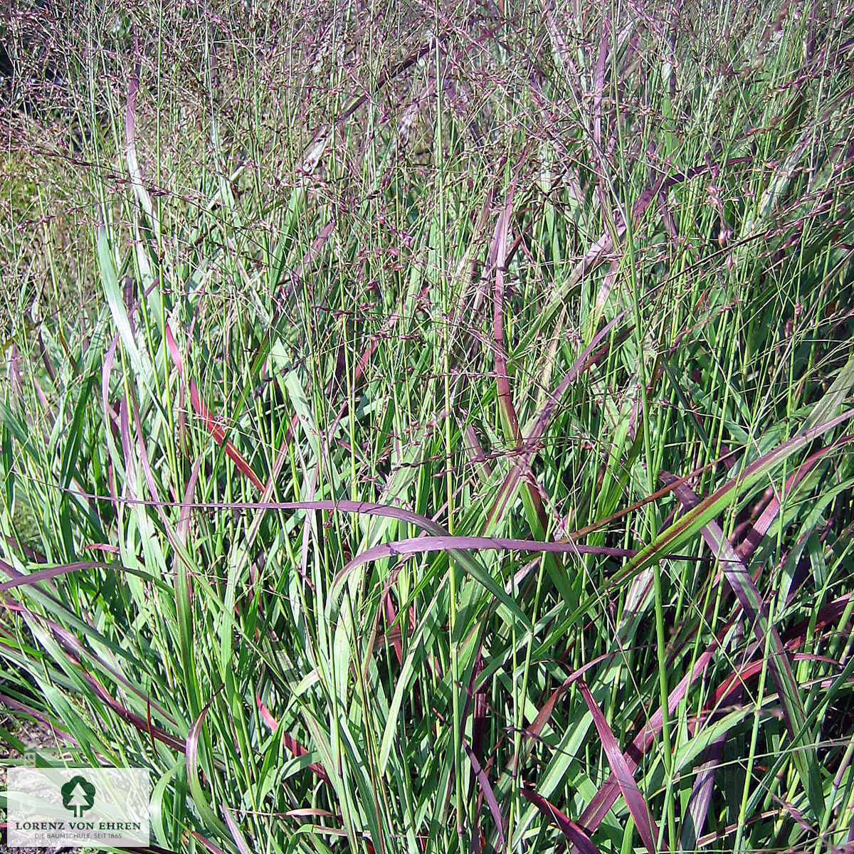 Panicum virgatum 'Shenandoah'